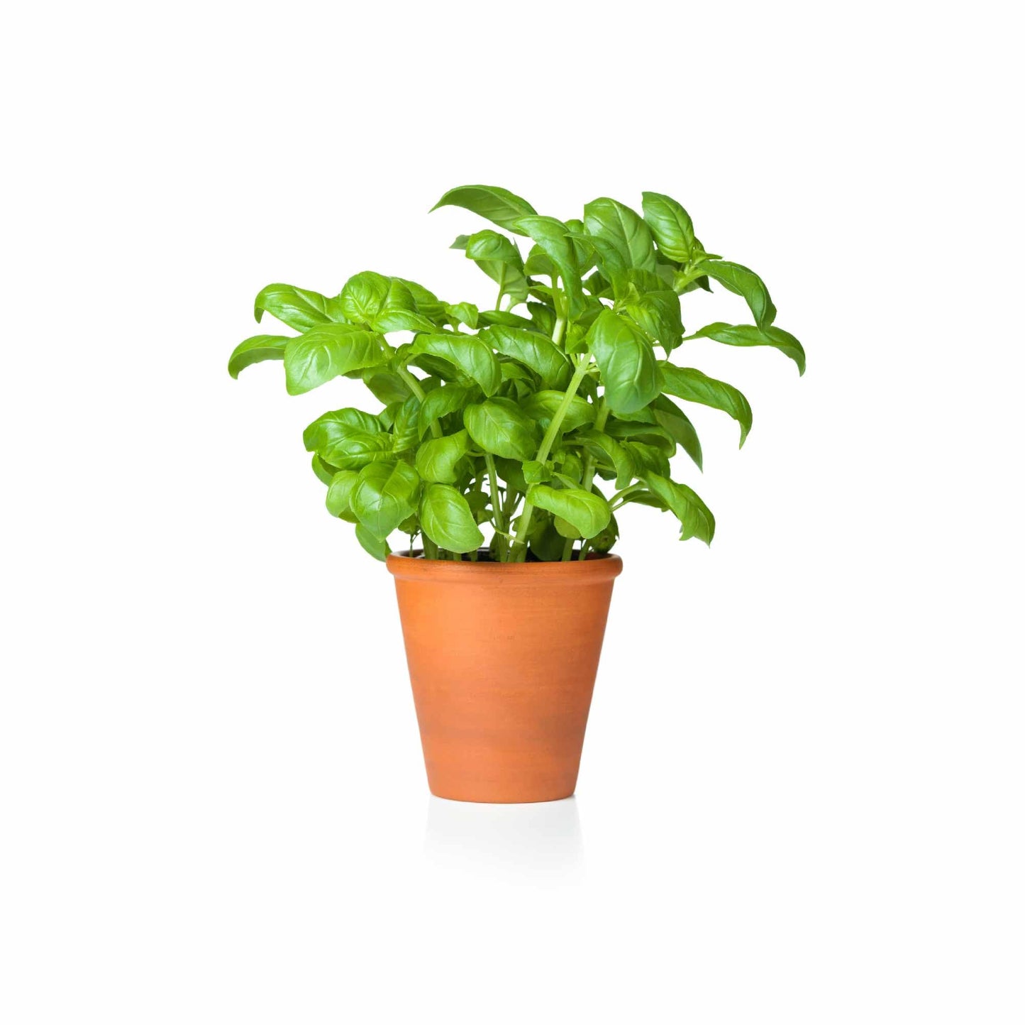 UGAOO Italian Basil Herb Seeds (Green, Pack of 1000)