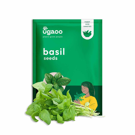 UGAOO Italian Basil Herb Seeds (Green, Pack of 1000)