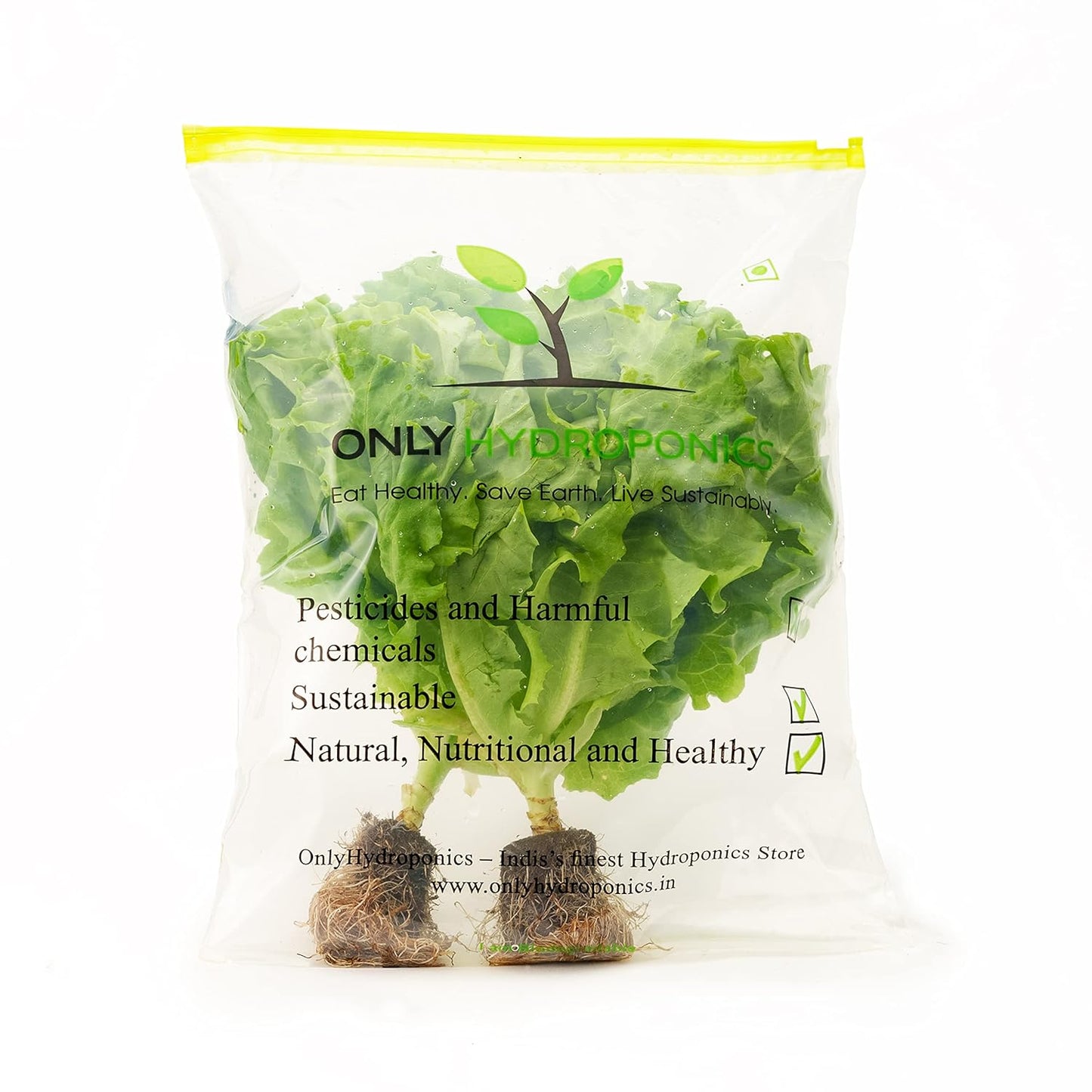 OnlyHydroponics Lettuce Locarno - Live Plant, 120-150gms