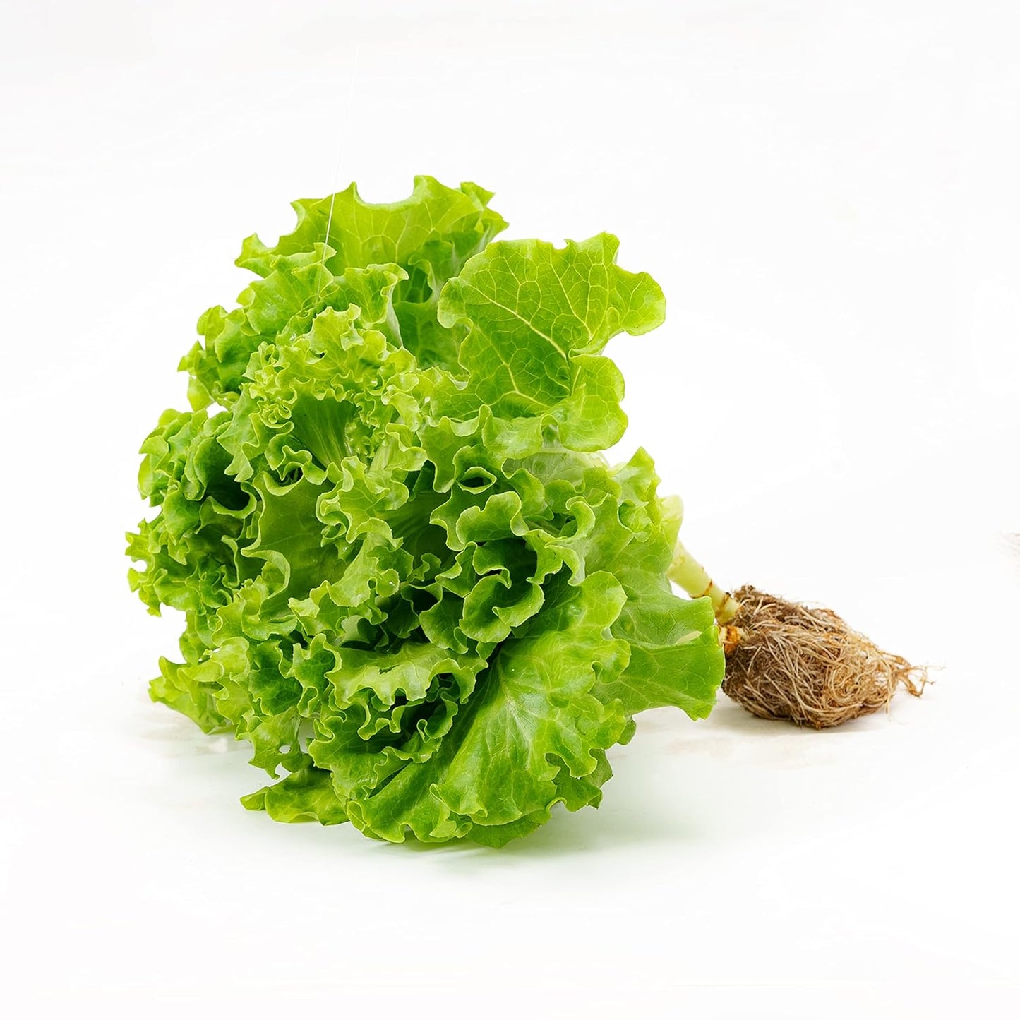 OnlyHydroponics Lettuce Locarno - Live Plant, 120-150gms